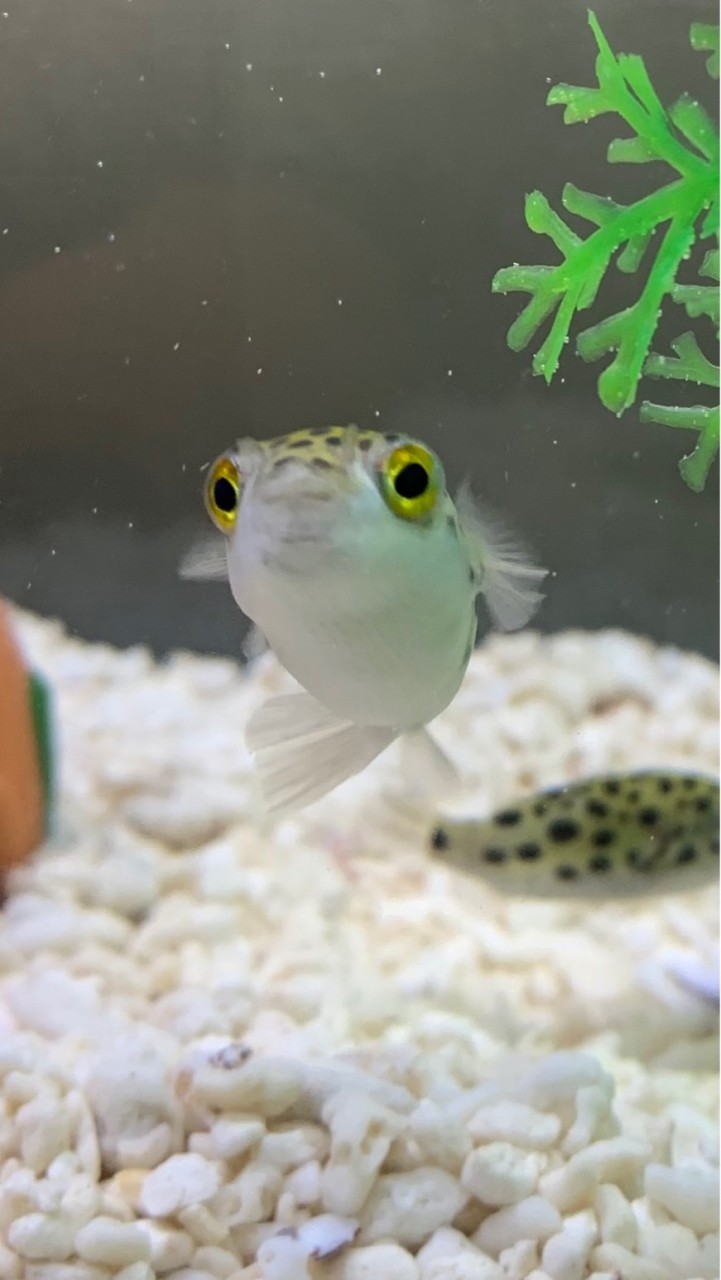 ミドリフグの会🐡