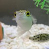 ミドリフグの会🐡