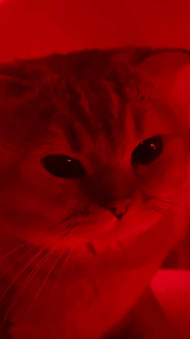 😻✧𝗚𝗮𝗻𝗴𝘀𝘁𝗲𝗿 𝗖𝗮𝘁✧😻