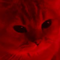 😻✧𝗚𝗮𝗻𝗴𝘀𝘁𝗲𝗿 𝗖𝗮𝘁✧😻