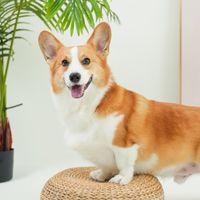 毛孩約跑、團購優惠分享
