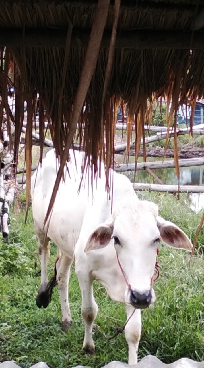 คนขายเนื้อวัว🐄🐄