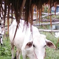 คนขายเนื้อวัว🐄🐄