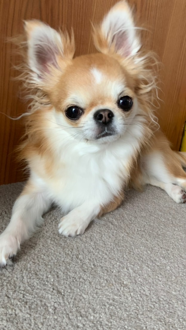 私の推し？犬！