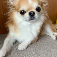 私の推し？犬！