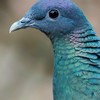🐦青い鳩‪𓂃 𓈒𓏸💙🕊（鳥が大好き＆雑談）