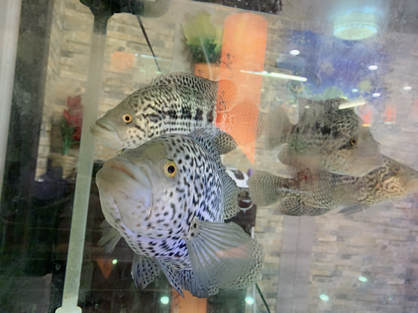 『竹南美食』(苗栗竹南星巴克旁美食、海鮮、平價快炒、燒烤、特色火鍋專賣)- 全家聚餐、宴客、聯誼、公司聚會－倪倪逛時尚-紅瓦舍x阿宗師 羊肉爐 泰國蝦直擊分享