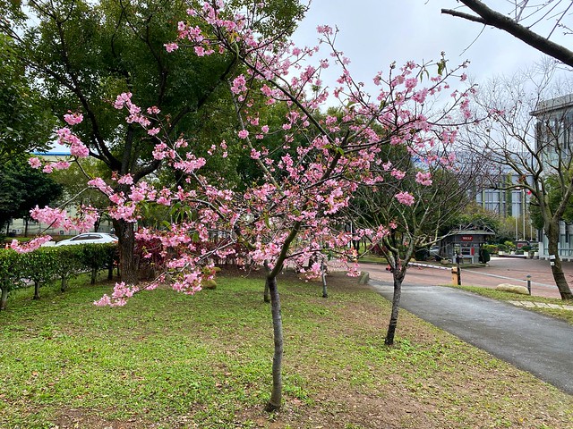 后里崴立機電櫻花公園