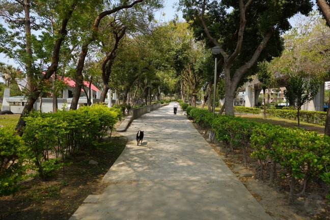 台中公園,台中東英公園,台中洋紅風鈴木,東英公園,東英公園網球場,松鼠公園,洋紅風鈴木,苦楝花,阿勃勒