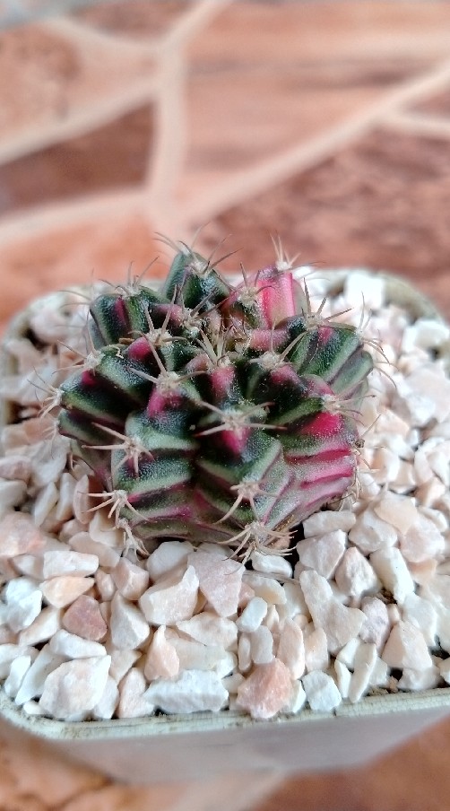 แคคตัสราคาถูกสำหรับมือใหม่🌵