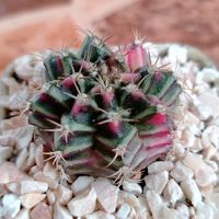 แคคตัสราคาถูกสำหรับมือใหม่🌵