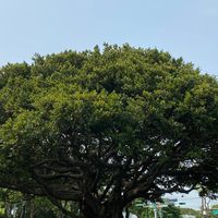 中國文化大學112學年法律系新生群組