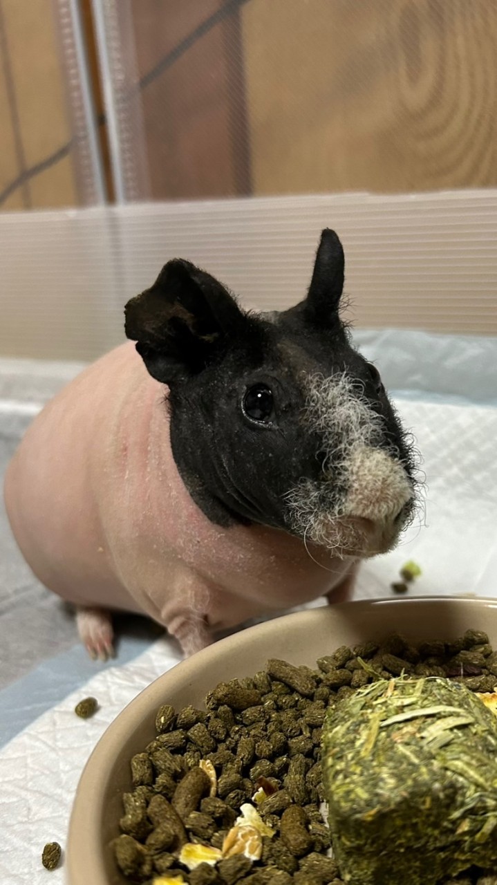 スキニーギニアピッグ