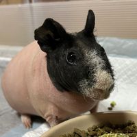 スキニーギニアピッグ