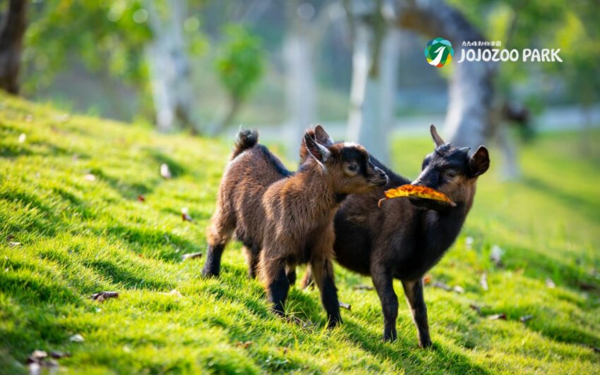 草屯景點｜九九峰動物樂園，其他還有羊駝、狐獴、梅花鹿等小動物，一旁則是規劃完善的美食區和室內遊戲區，可以想像，這裡將成為中南部民眾逛動物園的熱門選擇。