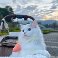 ฅ喵咪ɪɴ ᴛᴀɪᴄʜᴜɴɢ｜交流｜貓聚｜散步｜