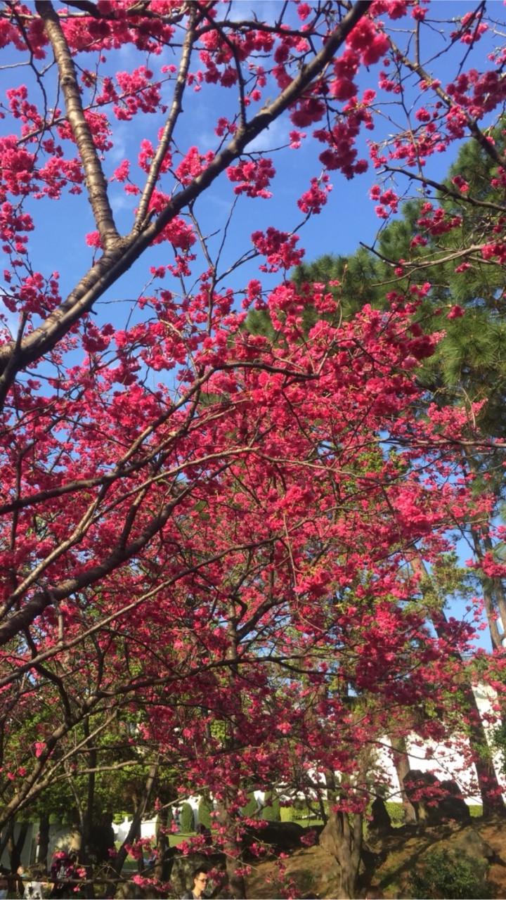 月鳳健康管理