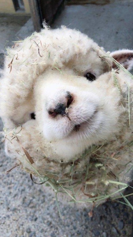 🐑飛羊牧場🐑🧡