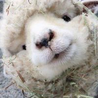 🐑飛羊牧場🐑🧡