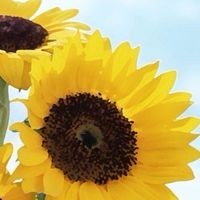 乳がんと生きる私達のしゃべり場