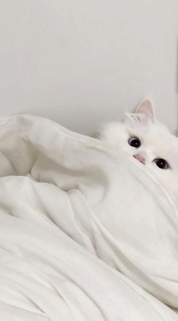 พูดคุยแลกเปลี่ยนแอปAi