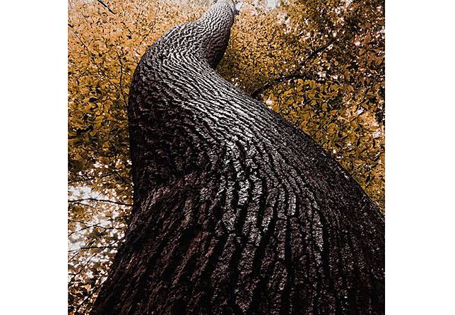 Ini 15 Foto Terbaik 2017 yang Diambil Menggunakan iPhone