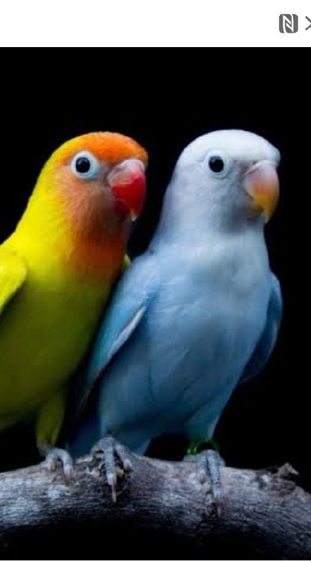 Lovebird