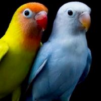 Lovebird