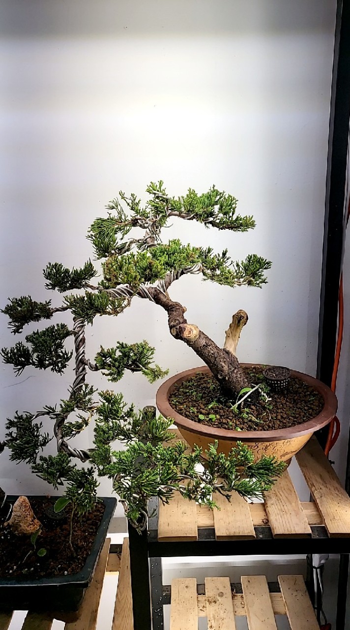 長青園藝 園藝 造景 各類盆栽種植
