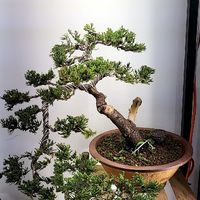 長青園藝 園藝 造景 各類盆栽種植