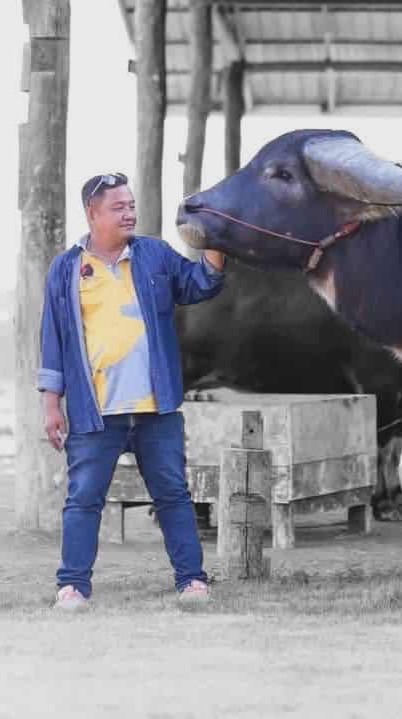 เหนือสยามฟาร์ม ควาย-ไก่ชน