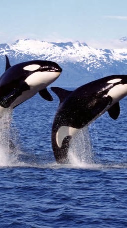 逆戟鯨園區（25974893）