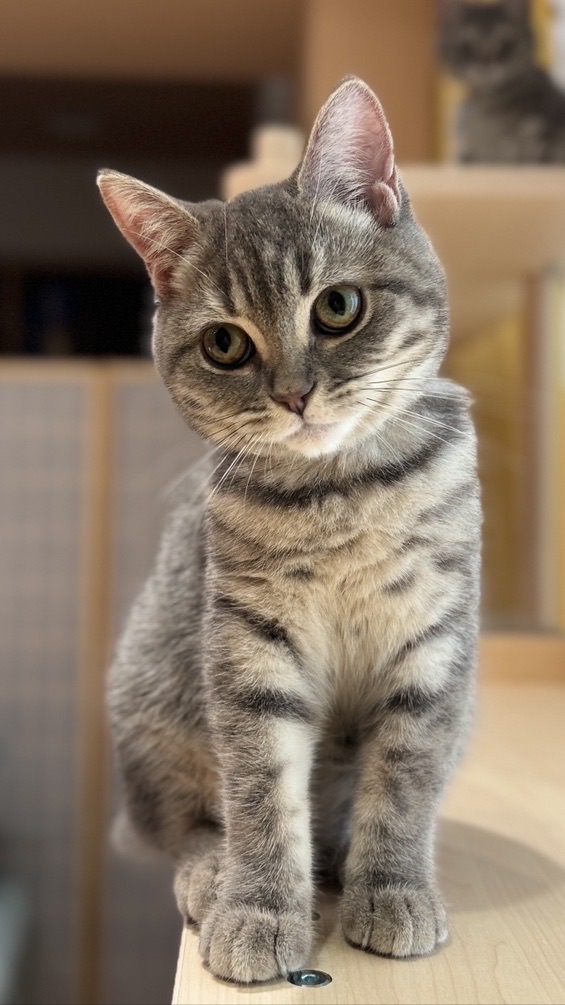 以為有貓 活動社群😻