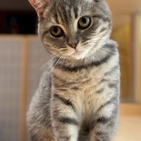 以為有貓 活動社群😻