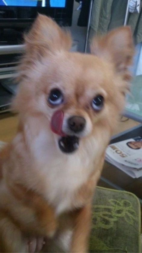 パブロフの犬🐕全緩夢？