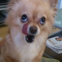 パブロフの犬🐕全緩夢？