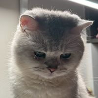 午後雷陣羽