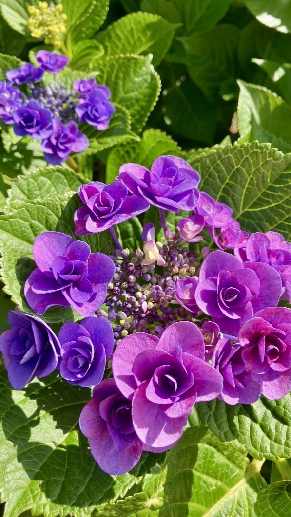 お出かけ 関東🌺花巡りとグルメ旅🌻