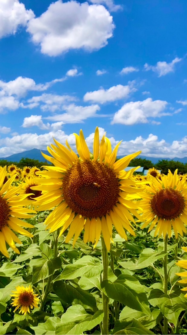 お出かけ 関東🌺花巡りとグルメ旅🌻