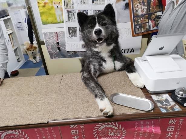 受付犬 や 密な仔犬 の秋田犬でも話題 秋田犬保存会 に教わる 秋田犬の魅力って