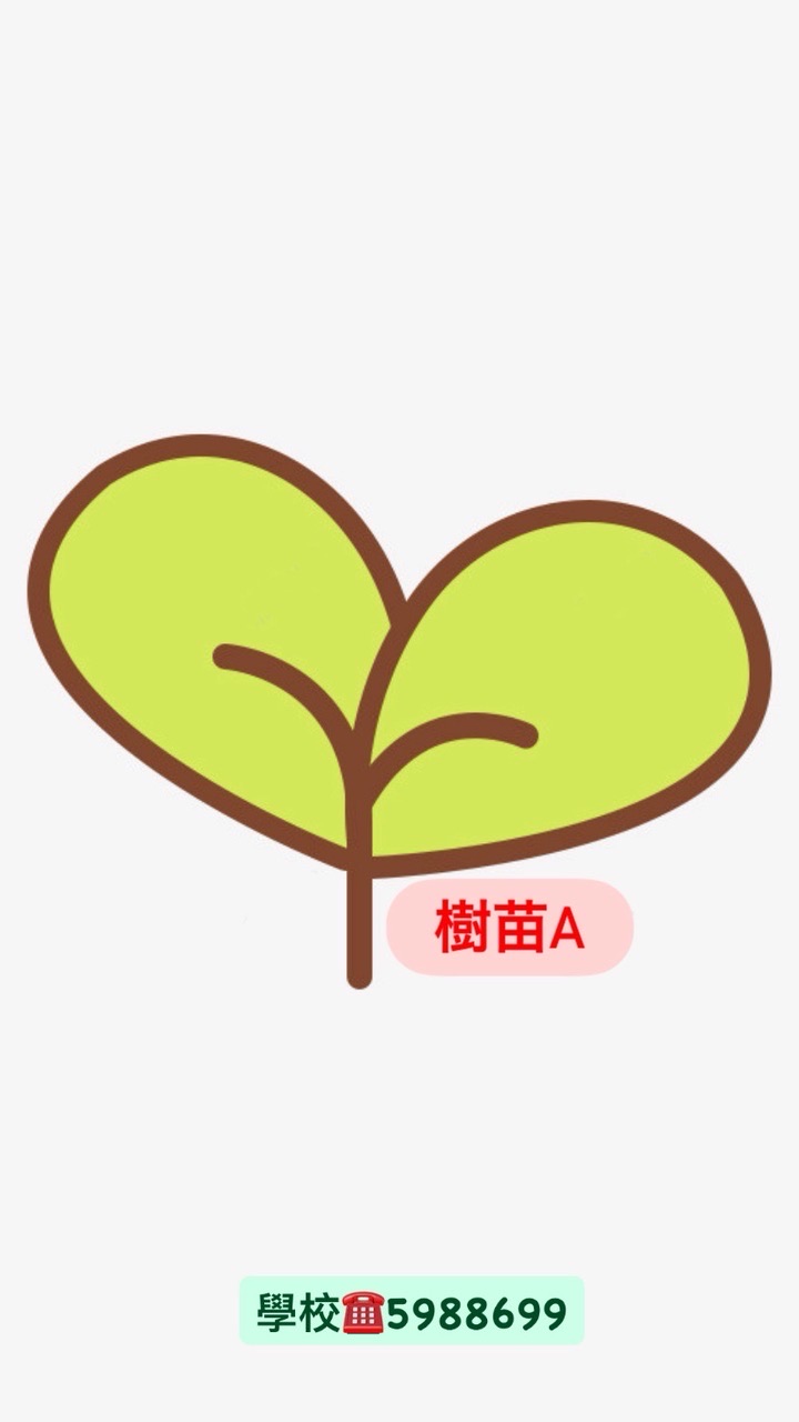 多芽-樹苗A班