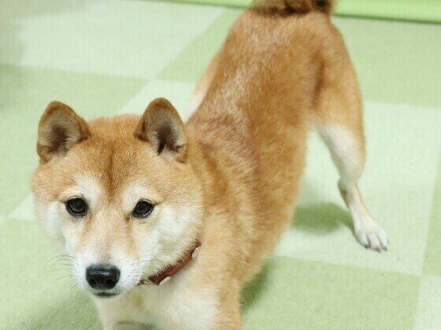 犬の足の動き3選 フシギなしぐさの理由を解説 いぬのきもちnews