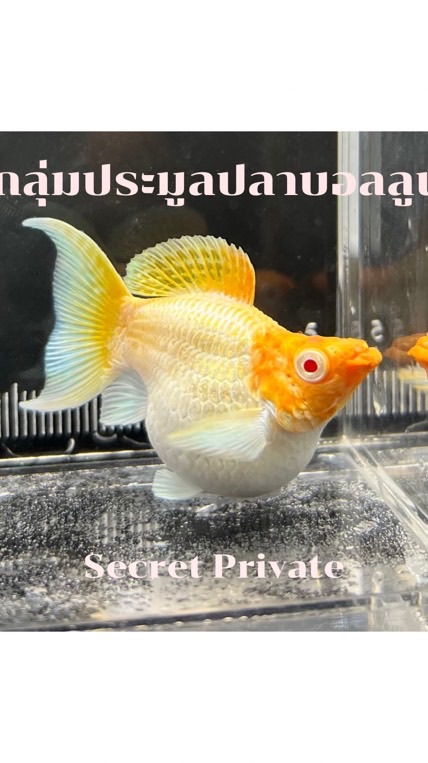 ปลาบอลลูน ซื้อ-ขาย ประมูล เฉพาะฟาร์มที่เข้าร่วม