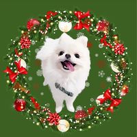 毛孩麻豆出任務｜果果老闆試吃團購