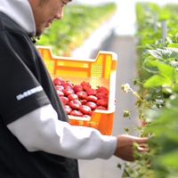 【真のいちご🍓】専用オープンチャット🏀