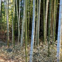 純国産メンマプロジェクト