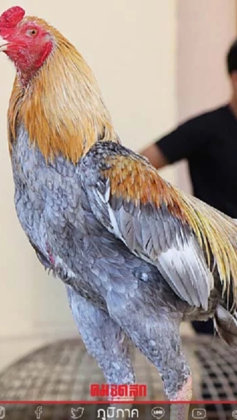 ข่าวสารไก่ชนทุกสนาม