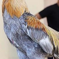 ข่าวสารไก่ชนทุกสนาม