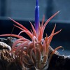 百均、ダイソー産観葉植物部