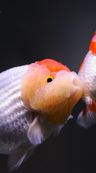 Goldfish ID (Koki)のオープンチャット